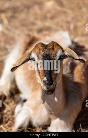 goat on a greek farm with ears down looking directly at camera. brown nanny or billy goat with funny expression on face looking to photographer. Stock Photo