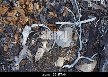 Dead wood on the forest floor, from the Charlton fire of 1996 near Waldo lake in Oregon. Stock Photo