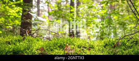 Green moss texture bottom with forest background. Nature banner. Stock Photo
