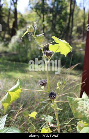 Seed Pods on a Buttonweed Plant Stock Photo