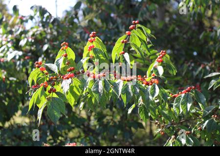 A Bush Honeysuckle Branch with Clusters of Red Berries Stock Photo
