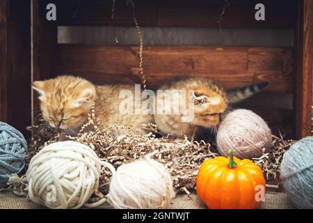 British Shorthair kittens play with balls of thread in a wooden box. Rustic style. Stock Photo
