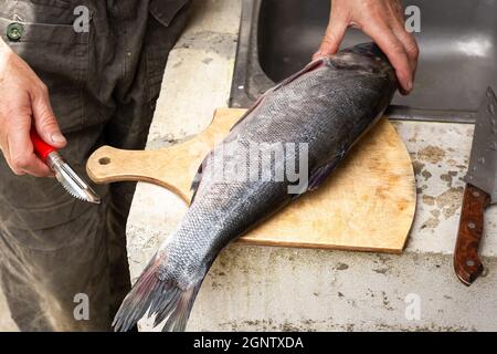 A fisherman cleans a silver carp fish on the street. Preparing a trophy for food. Stock Photo