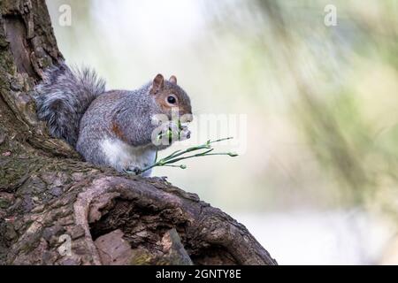 Grey Squirrel - Sciurus carolinensis - eating a flower head with space for copy Stock Photo