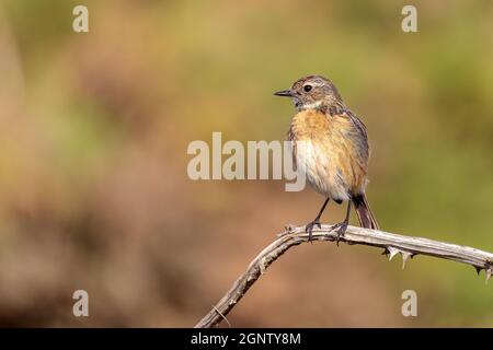 Female stonechat Saxicola torquata on a branch with space for copy Stock Photo