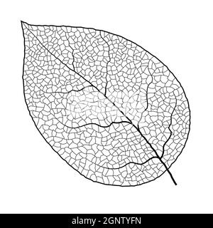 Leaf vein vector texture isolated transparent autumn black detail botanical vein leaf organic Stock Vector