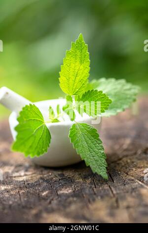 Lamium album, white nettle or white dead-nettle in laboratory mortar porcelain with pestle for preparation of tincture of medicinal herbs. Alternative Stock Photo