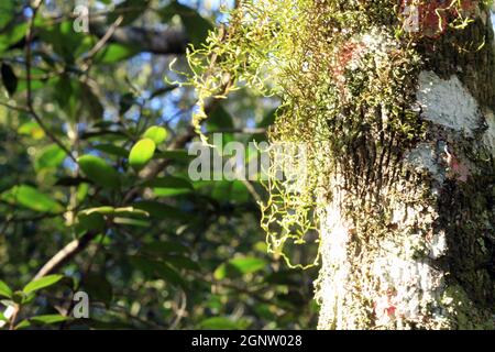 Sprout of trees and other terrestrial epiphytes known as aerial plants. Stock Photo