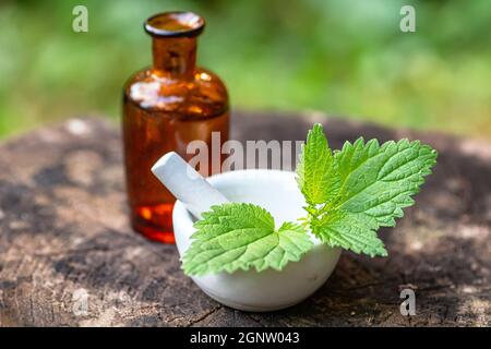 Lamium album, white nettle or white dead-nettle next to pharmacy utensils bottle for medicines, pantglas made of dark glass for preparation of tinctur Stock Photo