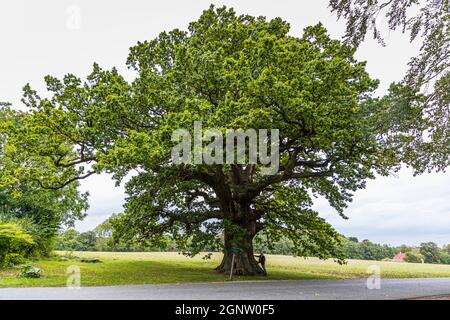 The Ambrosius oak is over 500 years old. It owes its name to the poet Ambrosius Stub. Troense, Svendborg, Denmark Stock Photo