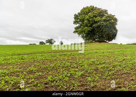 Landscape with barrows on Langeland, Denmark Stock Photo