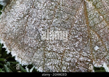 Autumn grass frost, frost crystals on grass and autumn leaves, Stock Photo