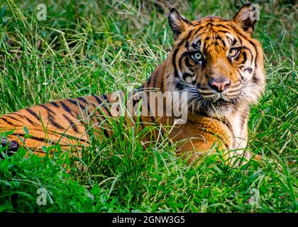 A Sumatran tiger (Panthera tigris sumatrae) lays in the grass at the Memphis Zoo, Sept. 8, 2015, in Memphis, Tennessee. Stock Photo