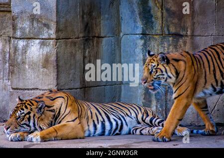 Sumatran tigers (Panthera tigris sumatrae)  are pictured at the Memphis Zoo, Sept. 8, 2015, in Memphis, Tennessee. Stock Photo