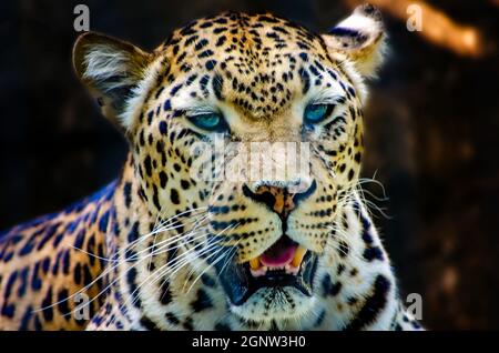 An African leopard (Panthera pardus pardus) is pictured at the Memphis Zoo, Sept. 8, 2015, in Memphis, Tennessee. Stock Photo
