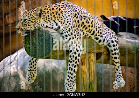 An African leopard (Panthera pardus pardus) rests on a log at the Memphis Zoo, Sept. 8, 2015, in Memphis, Tennessee. Stock Photo