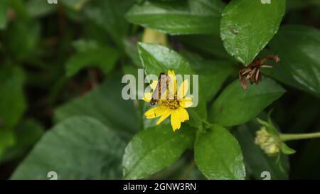 Overhead view of a common bush hopper butterfly on top of a yellow tick seed flower, foreground in focus Stock Photo