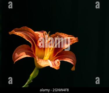 A bright orange daylily, genus Hemerocallis. in a garden with a dark shadow background. Stock Photo