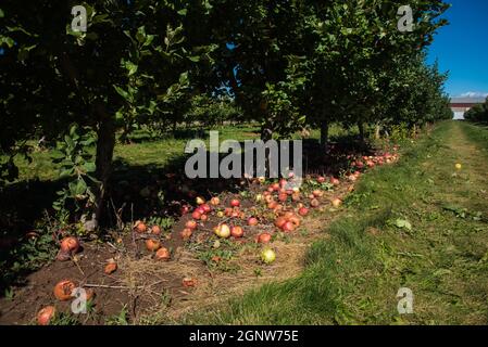 Apples lying on the ground after the harvest is over.  Left over fruit lies rotting on the ground in an apple orchard. Stock Photo
