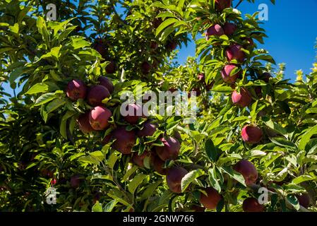 Red Delicious Apples ready to be harvested.  When the apples are ripe you know that summer is over and Autumn is just around the corner. Stock Photo