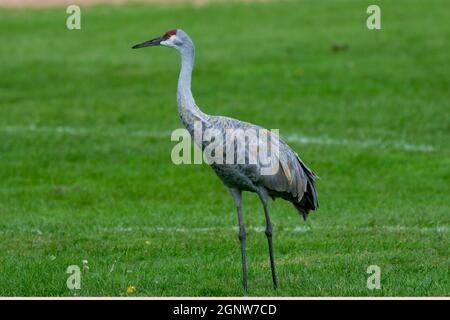 Sandhill crane looking for food on a meadow Stock Photo