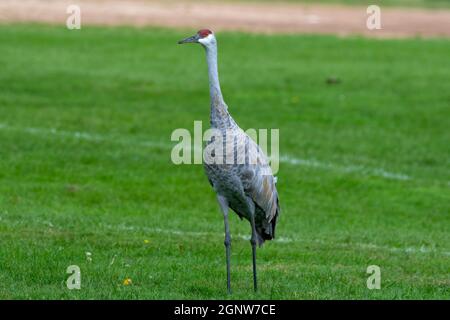 Sandhill crane looking for food on a meadow Stock Photo