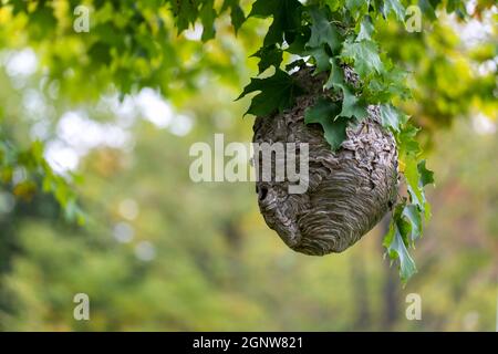 Bald-faced hornet ( Dolichovespula maculata ) Nest on a tree in the park. Species of wasp also knows  as bald-faced aerial yellowjacket, bald-faced Stock Photo