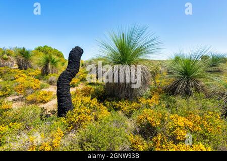 Typical black stump of a dead Grass Tree (Xanthorrhoea preissii) growing in the Wanagarren Nature Reserve among wildflowers at springtime, near Cervan Stock Photo