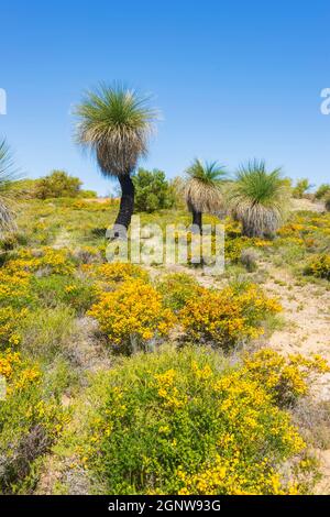 Vertical view of Grass Trees (Xanthorrhoea preissii) growing in the Wanagarren Nature Reserve among wildflowers at springtime, near Cervantes, Gascoig Stock Photo