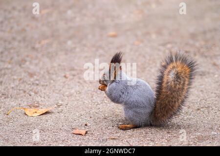 The squirrel stands on its hind legs on the footpath in the park. Eurasian red squirrel, Sciurus vulgaris Stock Photo