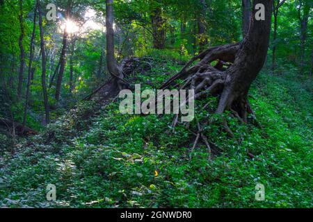 Rooty Tree On An Eroding Hill In A Summertime Forest In Central Illinois Stock Photo