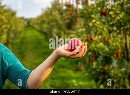 Woman hand holding a ripe, red apple in the apple tree orchard Stock Photo