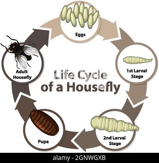Diagram showing life cycle of Housefly illustration Stock Vector