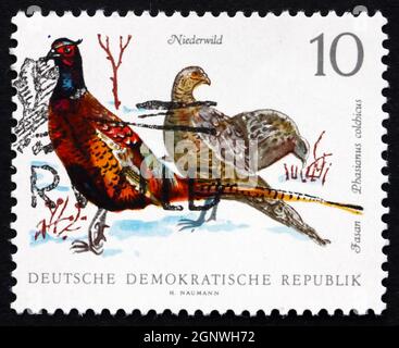 GDR - CIRCA 1968: a stamp printed in GDR shows Ring-necked Pheasants, Phasianus Colchicus, Game Bird, circa 1968 Stock Photo