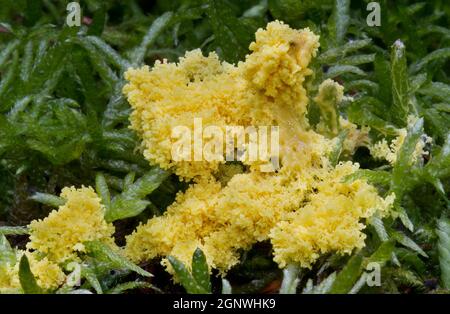 Scrambled egg slime, a slime mold, on Heather claw moss or Hypnum moss Stock Photo