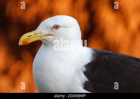 The head of a kelp gull (Larus dominicanus), also known as a southern black-backed gull or Dominican gull, a large seabird. Paihia, New Zealand Stock Photo