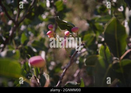 Pistachio tree Stock Photo