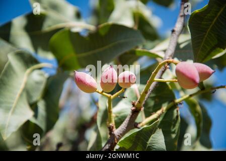 Pistachio tree Stock Photo