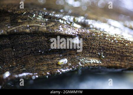 Acroloxus lacustris - baby lake limpet on a wood Stock Photo