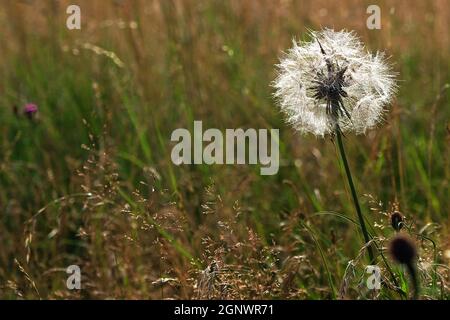 Goat's Beard (tragopogon pratensis) Stock Photo