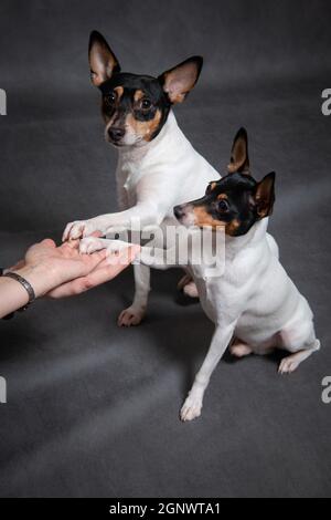 Two dogs breed American that fox terrier on a gray background give paw to people Stock Photo