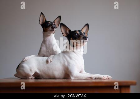 Two American toy-fox terriers of white-red-black color, portrait on a gray background indoors on a red wooden table Stock Photo