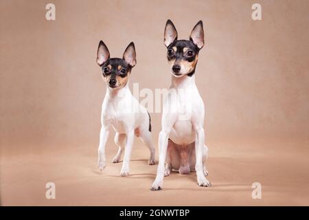 Two dogs of breed the American Fox of that a terrier sit on a beige background Stock Photo