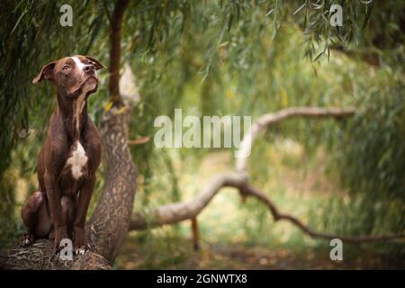 The brown dog of breed a pit bull terrier sits on a tree trunk Stock Photo