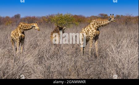 Three Giraffes grazing in Northern Namibia Stock Photo