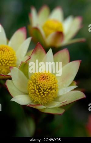 Leucodendron tinctum, Mt Tomah Botanic Garden Blue Mountains, Australia, Credit:Chris L Jones / Avalon Stock Photo