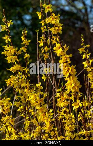 Forsythia x intermedia 'Week End'  (Courtalyn) a winter spring flowering shrub plant which has a  springtime yellow flower and leafless when in bloom Stock Photo