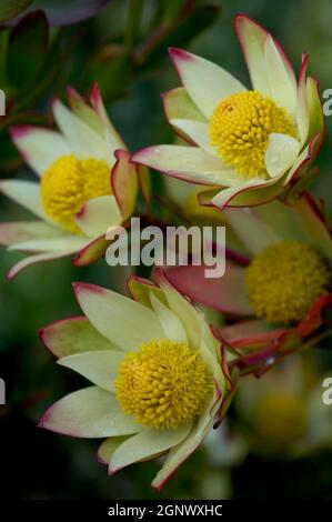 Leucadendron tinctum, Mt Tomah Botanic Garden Blue Mountains, Australia, Credit:Chris L Jones / Avalon Stock Photo