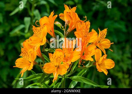Lilium pumilum (lily) an orange spring summer flower plant stock photo image Stock Photo