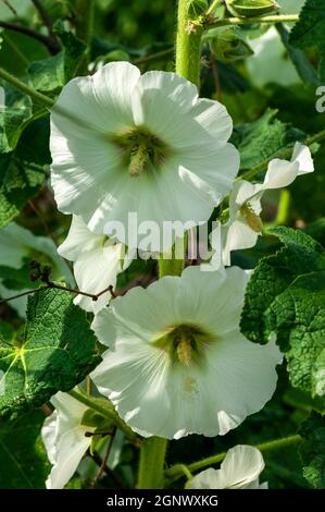 Alcea (althaea rosea) a tall flowering plant commonly known Hollyhock which has a white or red flower during the spring and summer season, stock photo Stock Photo